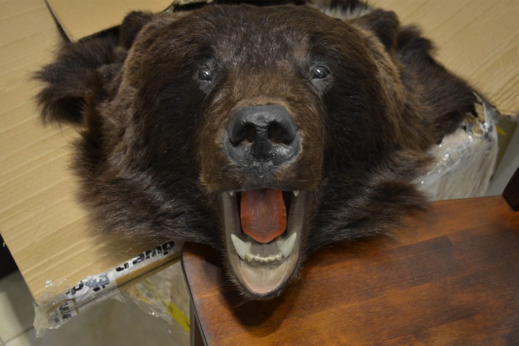 Экспресс реставрация предмета интерьера - чучело медведя